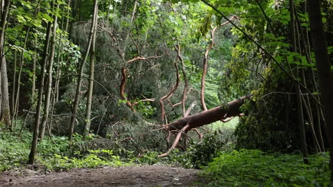 Fallen tree blocking a forest trail after a powerful storm, climate 库存影片 340881549
