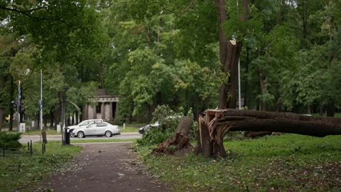 Fallen tree blocking park path beside road after storm, with broken trunk, green Stock Footage 345373948