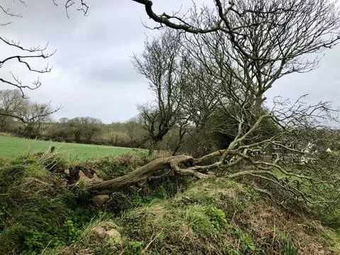 Fallen Tree Blocking Path After Winter Storm in Cornwall Foto stock