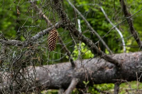 Fallen tree blocking path in mountains Stock-Fotos