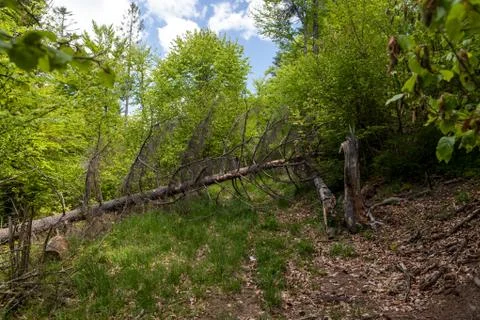 Fallen tree blocking path in mountains Stock Photos