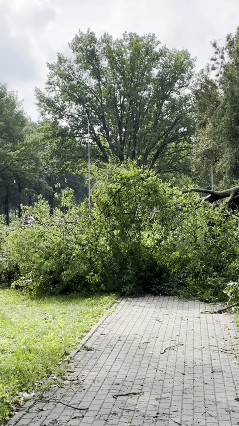 Fallen Tree Blocking Paved Path in Green Park, Vertical Video Stock Footage 345043119