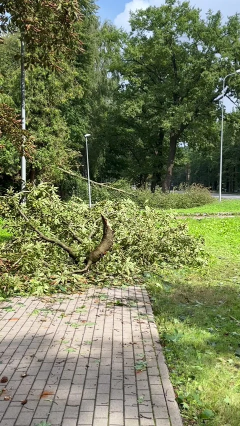 Fallen Tree Blocking Paved Walkway in Green Urban Park, Vertical Video Stock Footage 345043091