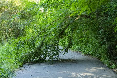 Fallen Tree Blocking Road in Dense Green Forest Foto stock