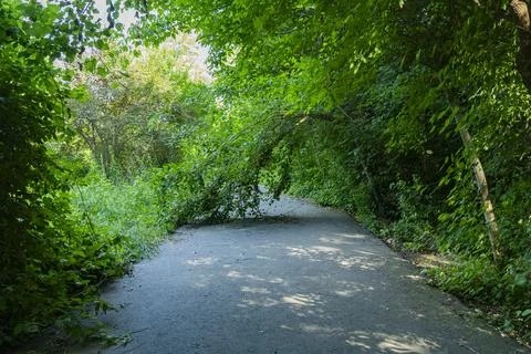 Fallen Tree Blocking Road in Dense Green Forest Stock Photos