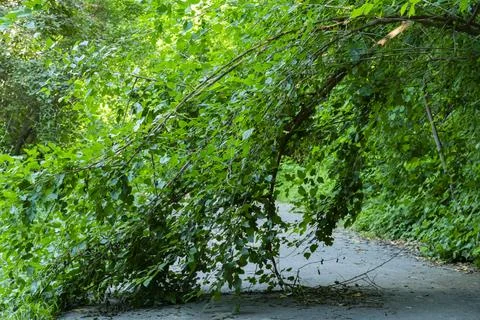 Fallen Tree Blocking Road in Dense Green Forest Stock-Fotos