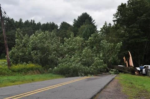 Fallen Tree Blocking a Road Stock Photos