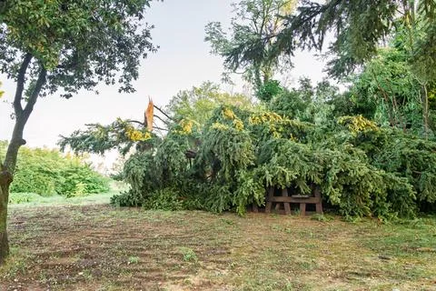 Fallen Tree Blocking a Rural Road After Storm Damage Foto stock