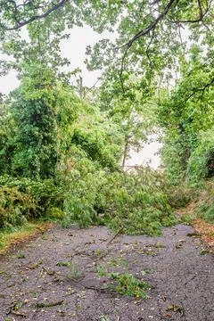 Fallen Tree Blocking a Rural Road After Storm Damage Foto stock