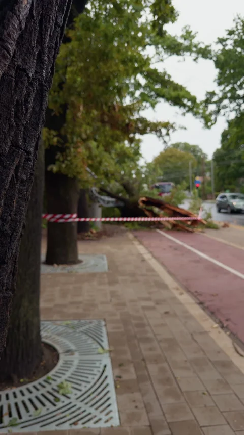 Fallen tree blocking sidewalk beside urban street with caution tape and parked Stock Footage 345534083