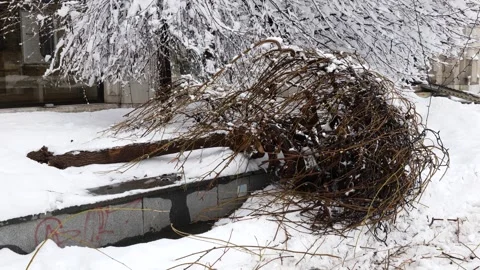 Fallen Tree Blocking Snow Covered Street After Heavy Snowfall Stockbeeldmateriaal 338991427