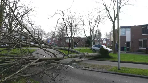 Fallen tree blocking traffic after storm 動画素材 170648448