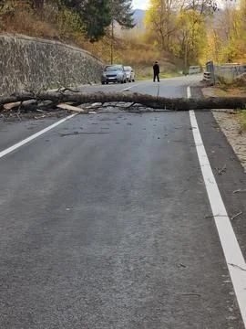 Fallen Tree Blocking Two Lane Road in Forested Autumn Setting Stock Photos