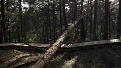 Fallen tree blocking wooden boardwalk in sunlit pine forest with tall trunks and Stock Footage 345374008