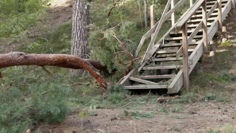 Fallen tree blocking wooden forest stairs after storm damage in pine woodland Stock Footage 345374857