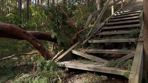 Fallen tree blocking wooden stairs in pine forest after storm damage, with Stock Footage 345374110