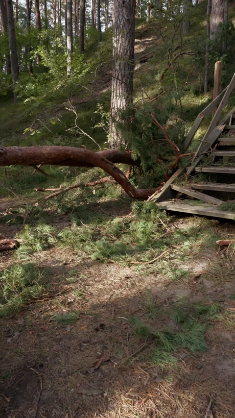 Fallen tree blocking wooden stairs on forest hillside after storm damage in pine Stock Footage 345374205