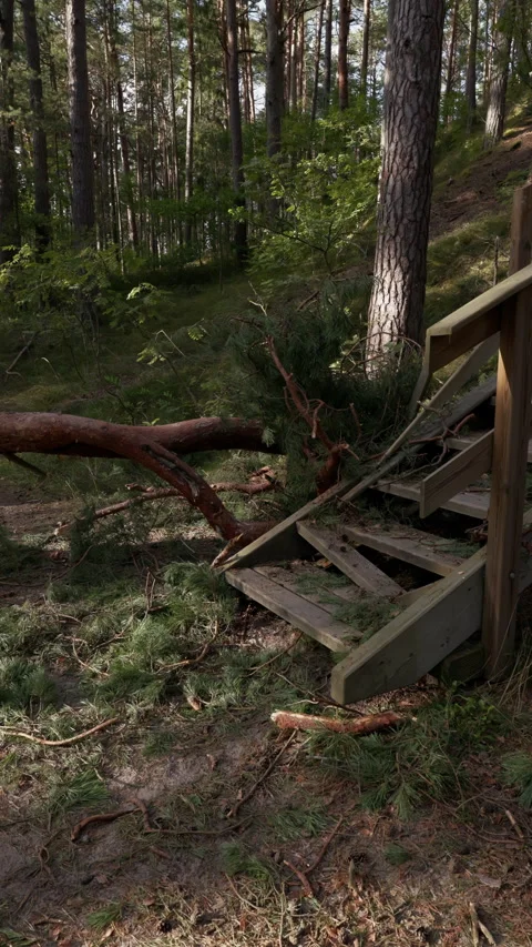 Fallen tree blocking wooden stairs in pine forest after storm with broken Stock Footage 345374671