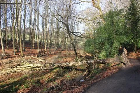 Fallen Tree Blocking a Woodland Path in a Tranquil Forest Stock Photos
