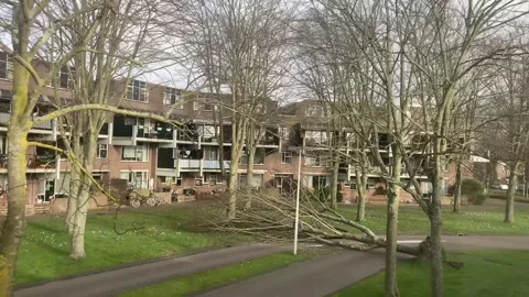 Fallen tree blocks city road in The Netherlands after storm 動画素材 295688967