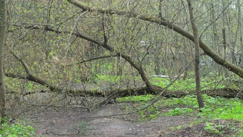 A fallen tree blocks a dirt road. Stock Footage 340154343