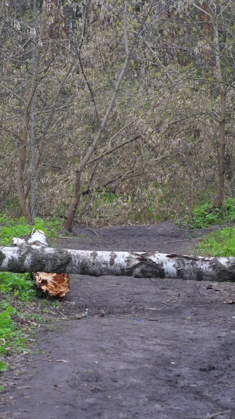 A fallen tree blocks a dirt road. Stock Footage 341316847