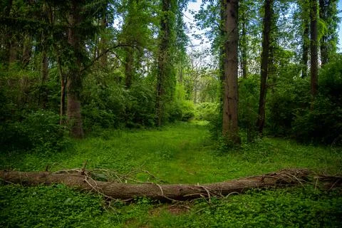 Fallen tree blocks a green forest path Foto stock