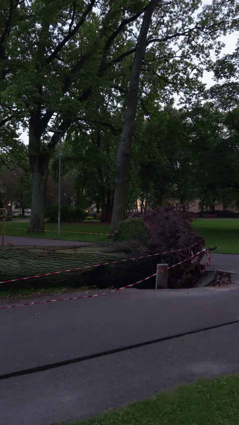 Fallen tree blocks park path beside exposed roots and caution tape under dim Stock Footage 344968034