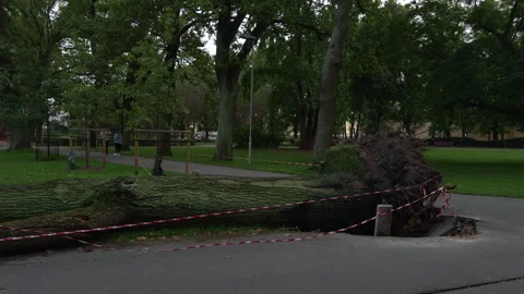 Fallen tree blocks park path with caution tape, exposed roots, and damaged Stock Footage 344972179