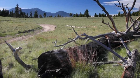 Fallen Tree Blowing Grass Prarie Arizona Stock Footage 115819569