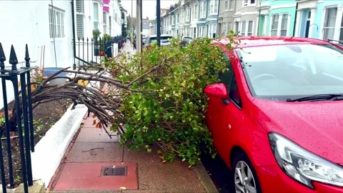 Fallen tree blown over by strong winds onto red parked car Stock Footage 343950879