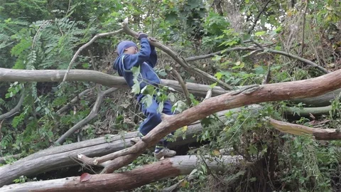 Fallen tree boy Stock Footage 80784338