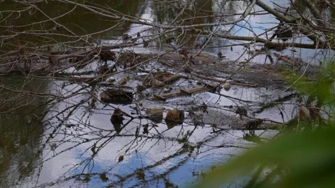 Fallen Tree Branch and Accumulated Trash in Stream Stock Footage 335850246