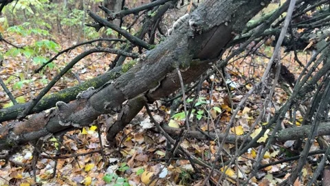 Fallen tree branch in autumn forest Stock Footage 336959562