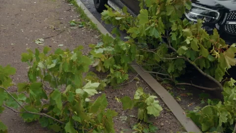 Fallen tree branch blocking parked black car beside curb after storm with green Stock Footage 345532778