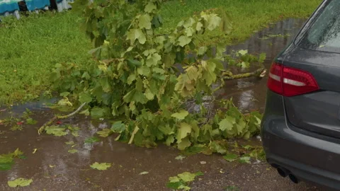 Fallen tree branch blocking parked car on wet road after heavy rain with storm Stock Footage 345532790