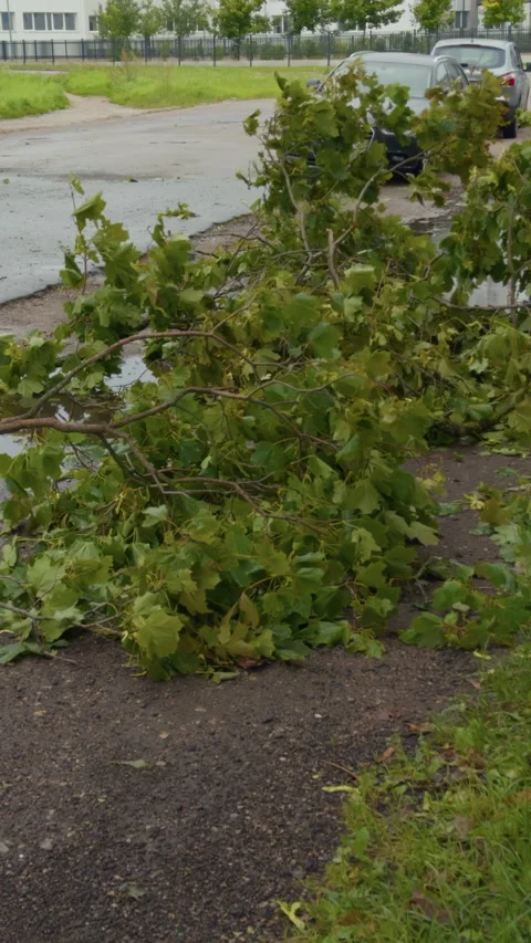Fallen tree branch blocking wet roadside after storm with parked cars and urban Stock Footage 345532443