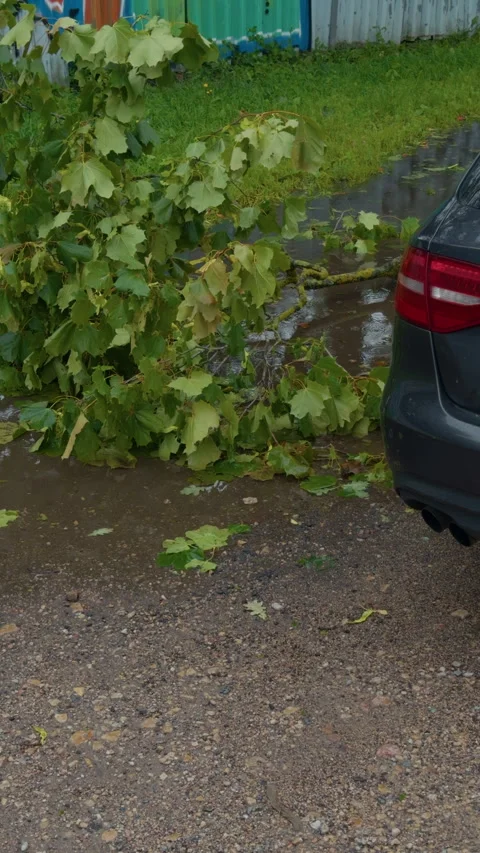 Fallen tree branch blocking wet roadside beside parked car after heavy rain and Stock Footage 345532803