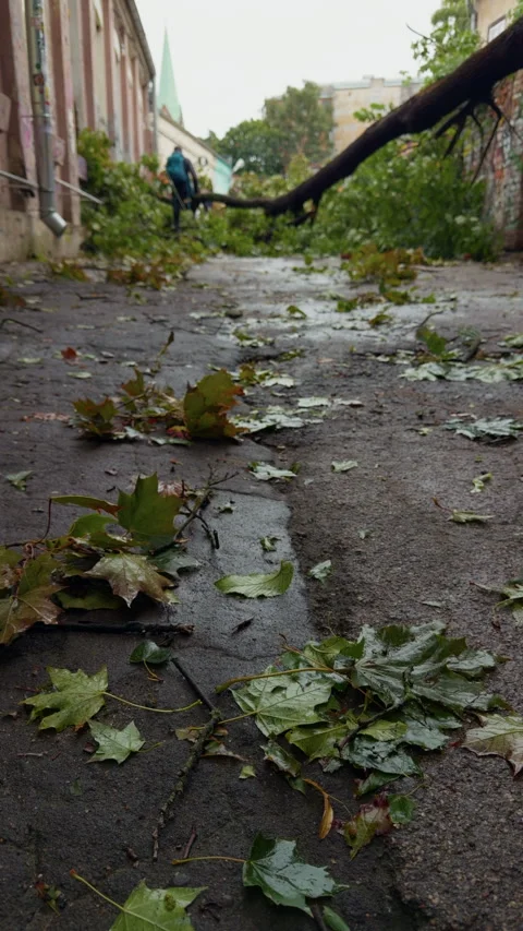 Fallen tree branch blocking wet urban alley covered with scattered leaves after Stock Footage 345533758