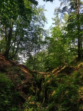 A fallen tree branch bridges a deep, sunlit ravine in a lush forest Stock Photos