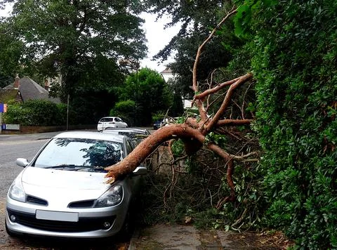 Fallen Tree Branch On Car After A Storm Stock Photos