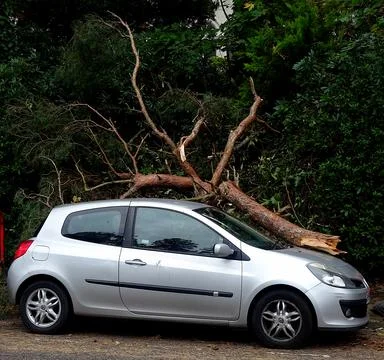 Fallen Tree Branch On Car After A Storm Stock Photos
