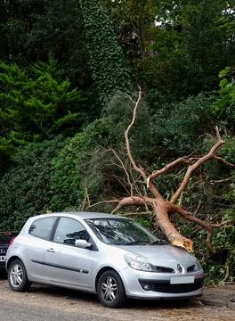 Fallen Tree Branch On Car After A Storm Stock Photos