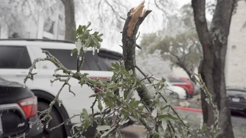 Fallen Tree Branch Closeup - Large Branch - Damage from Ice Storm Stock Footage 231908686