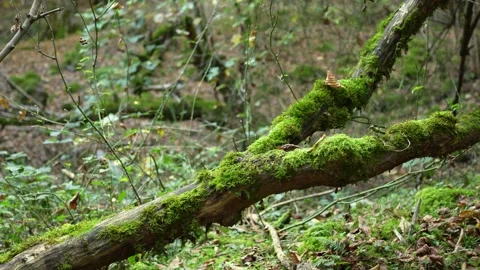 Fallen tree branch covered in bright green moss in the forest Stock Footage 320421267