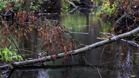 Fallen tree branch with dry leaves in quiet forest stream, calm dark water Stock-Footage 323908918