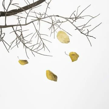 Fallen tree branch with dry leaves Stock Photos