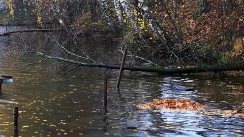 Fallen tree branch extending across dark water with autumn leaves floating on Stock-Footage 329212917