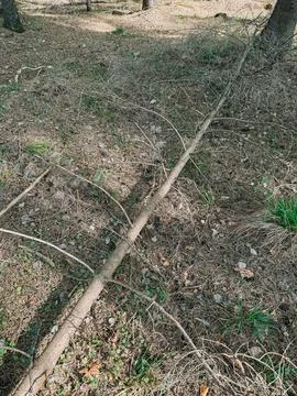 Fallen Tree Branch on Forest Floor with Natural Woodland Texture Photos