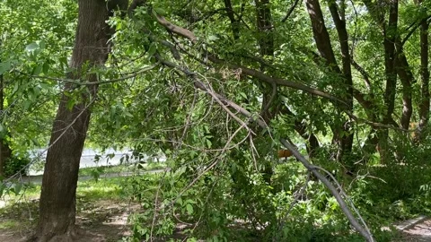 Fallen tree branch in forest setting with sunlight filtering through green .. Stock Footage 340825568
